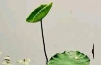 头面部湿气重油多，用此物洗脸，有同气相求之妙